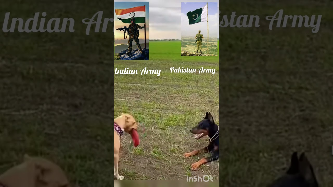 Indian dog vs Pakistani dogs 👿👿