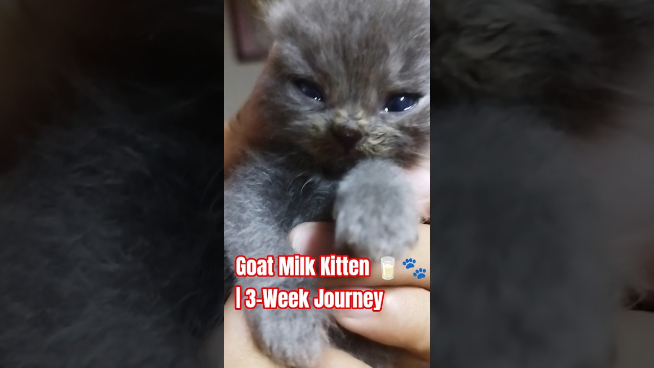Only Goat Milk 🥛 | 3-Week Journey of a Little Kitten 