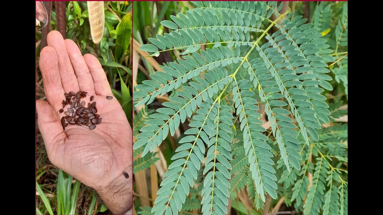 La leucaena recurso forrajero.