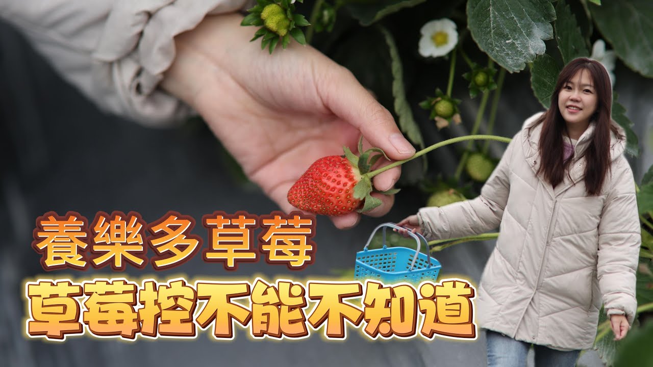 養樂多草莓｜愛吃草莓不能不知道的祕密