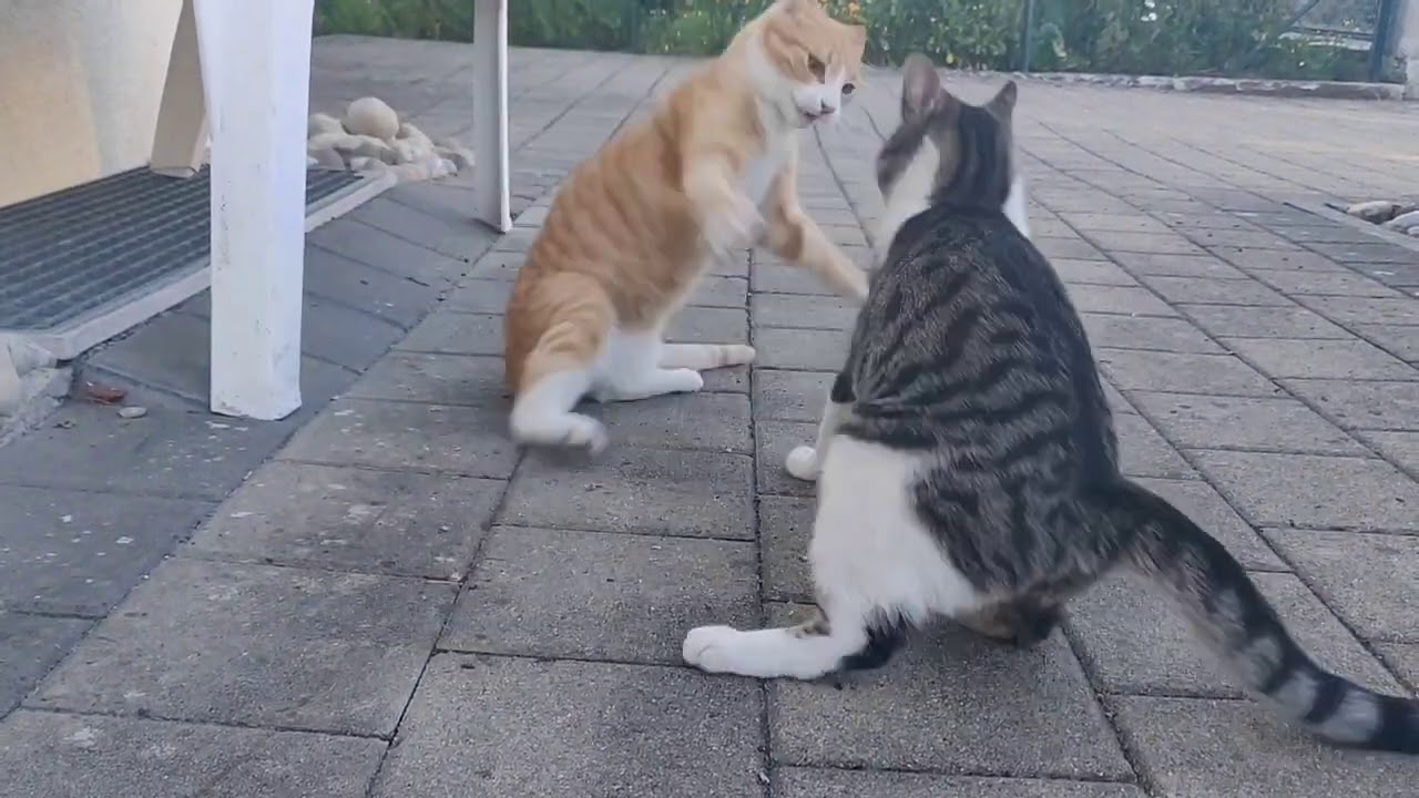 Katzen : Hass oder Liebe, Spiel oder Kampf?