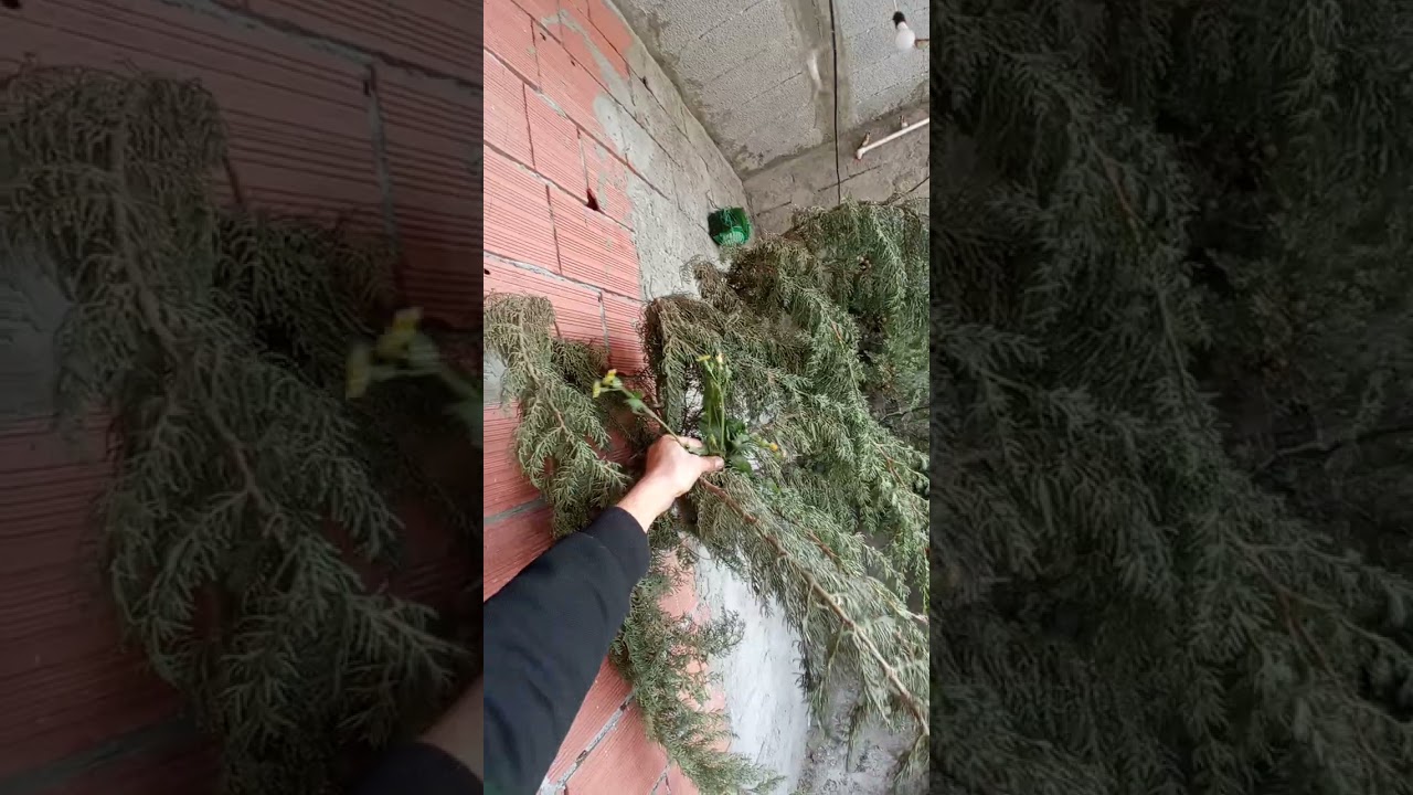 14/12/2025 أفضل وجبة ممكن تقديمها للحسون في هذا الجو البارد  في السلاكة .
