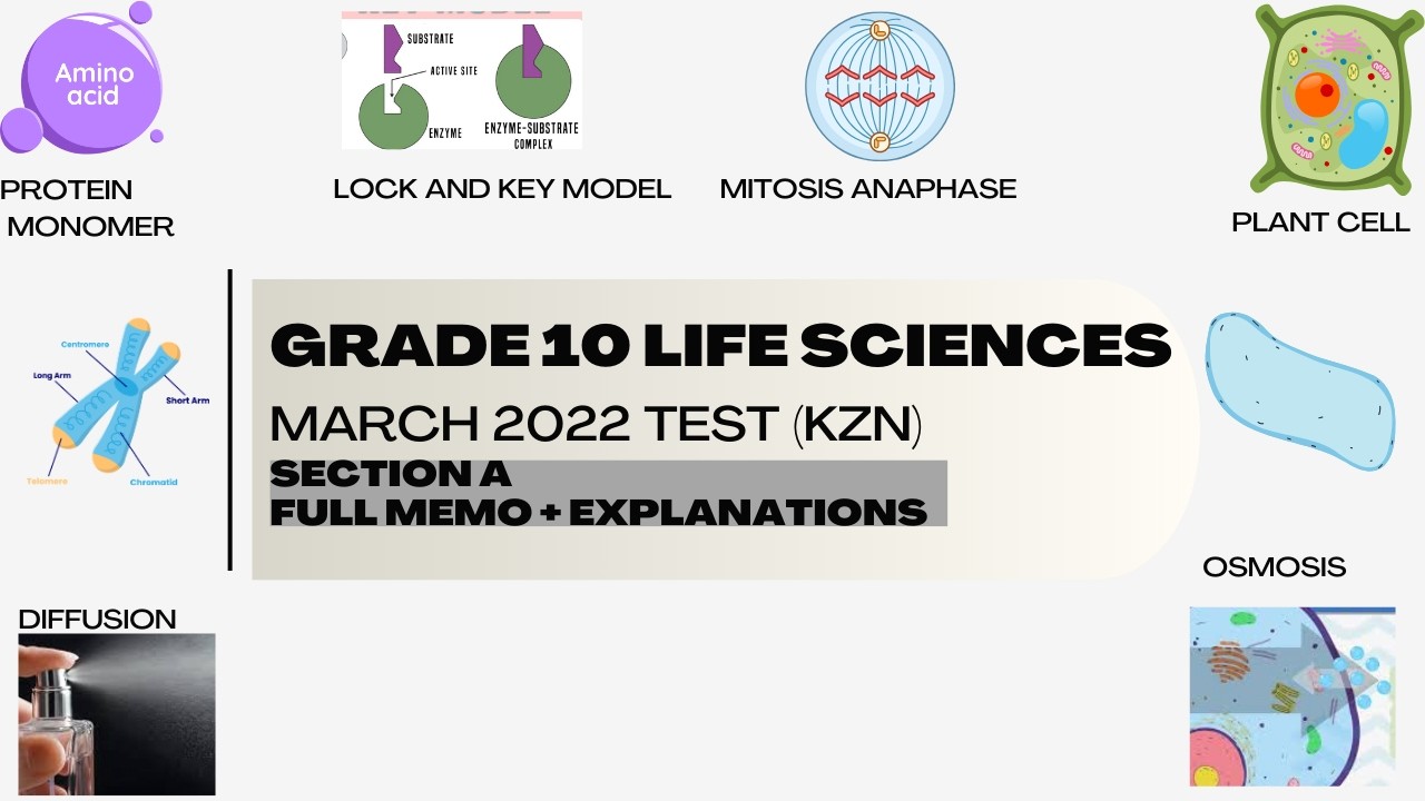 Grade 10 Life Sciences March  2022 Test KZN Section A | Microscopy, Plant Cells, Enzymes