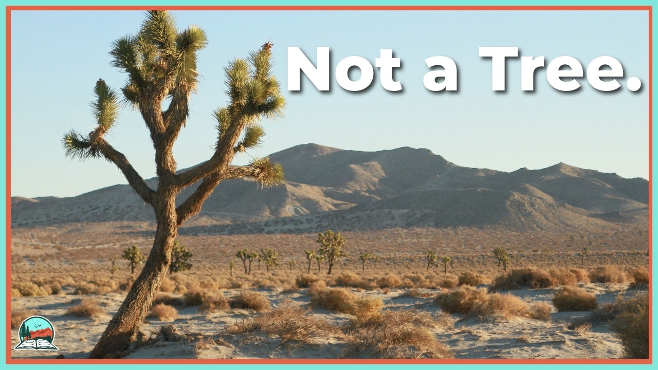 Joshua Trees, Explained