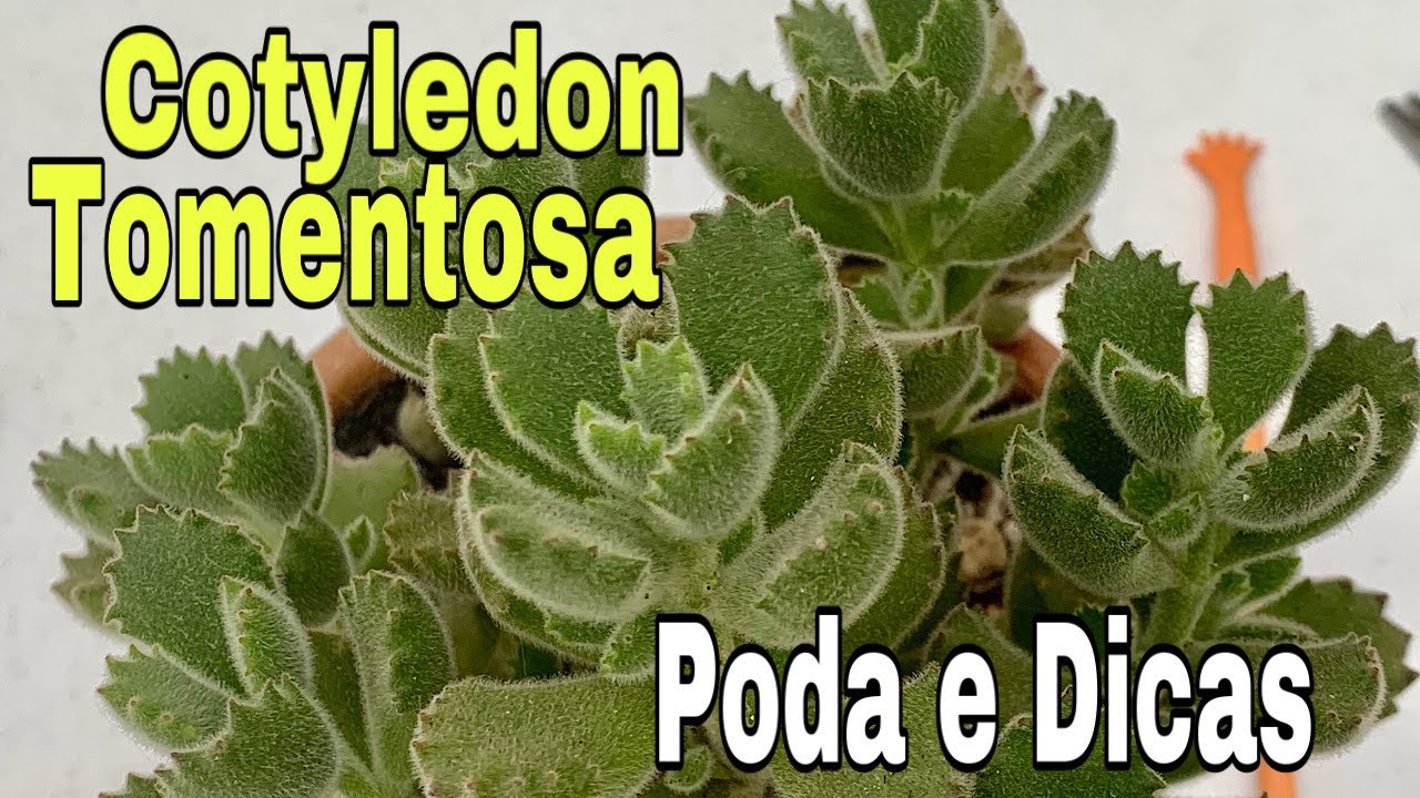 Cotyledon Tomentosa | Patinha de Urso | Poda e Dicas de Cultivo