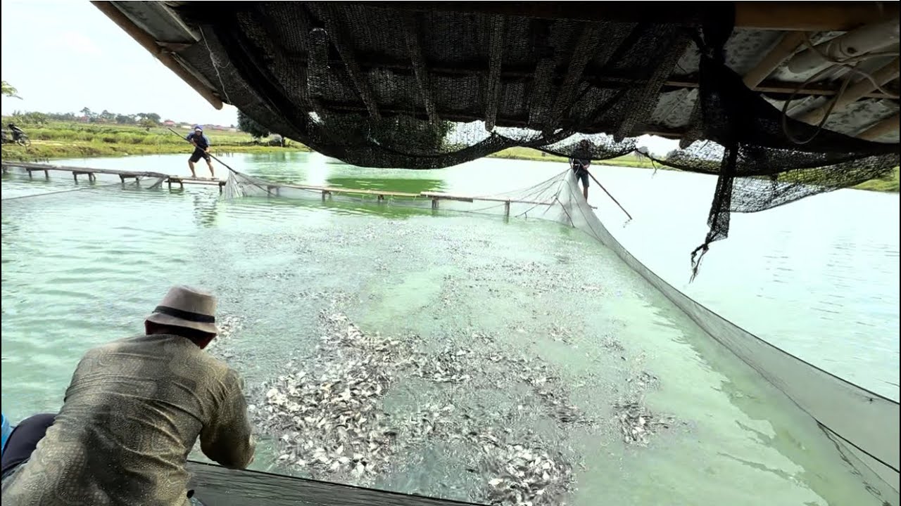 PROSES PANEN BENIH IKAN MAS SEBANYAK 6TON DIEMPANG TERBESAR DISUBANG 