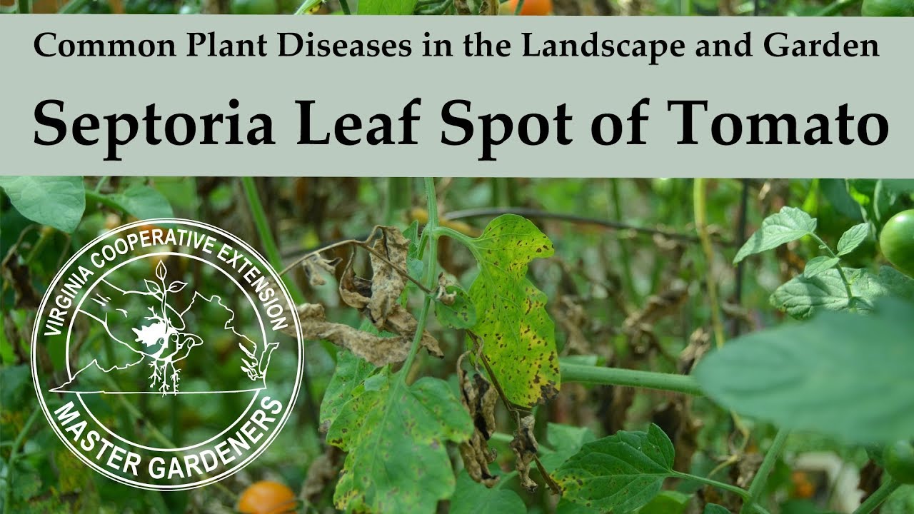 Septoria Leaf Spot on Tomato - Common Plant Diseases in the Landscape and Garden