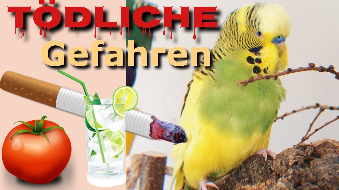 10 TÖDLICHE GEFAHREN für Wellensittiche🤯🚬