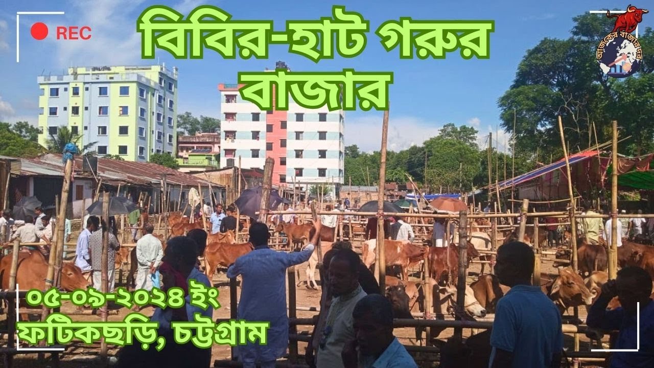 বিবির - হাট গরুর বাজার।।বিবির-হাট, ফটিকছড়ি, চট্টগ্রাম। ০৫/০৯/২০২৪ইং। Cow Market Chittagong।২০২৪