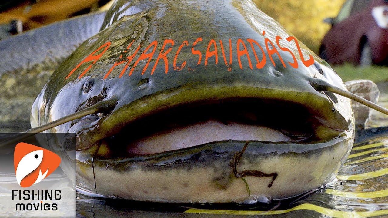 A Harcsavadász