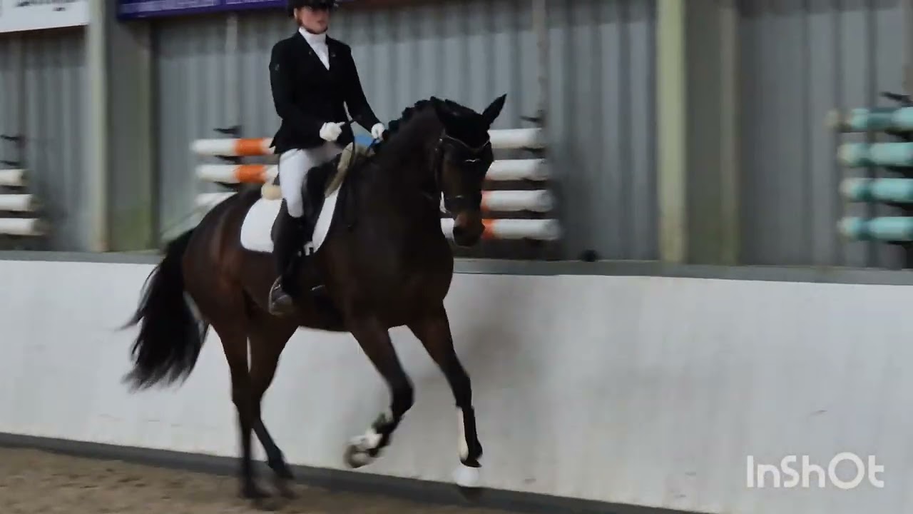 FOR SALE - Trafalgar x Zardando - mare 2021