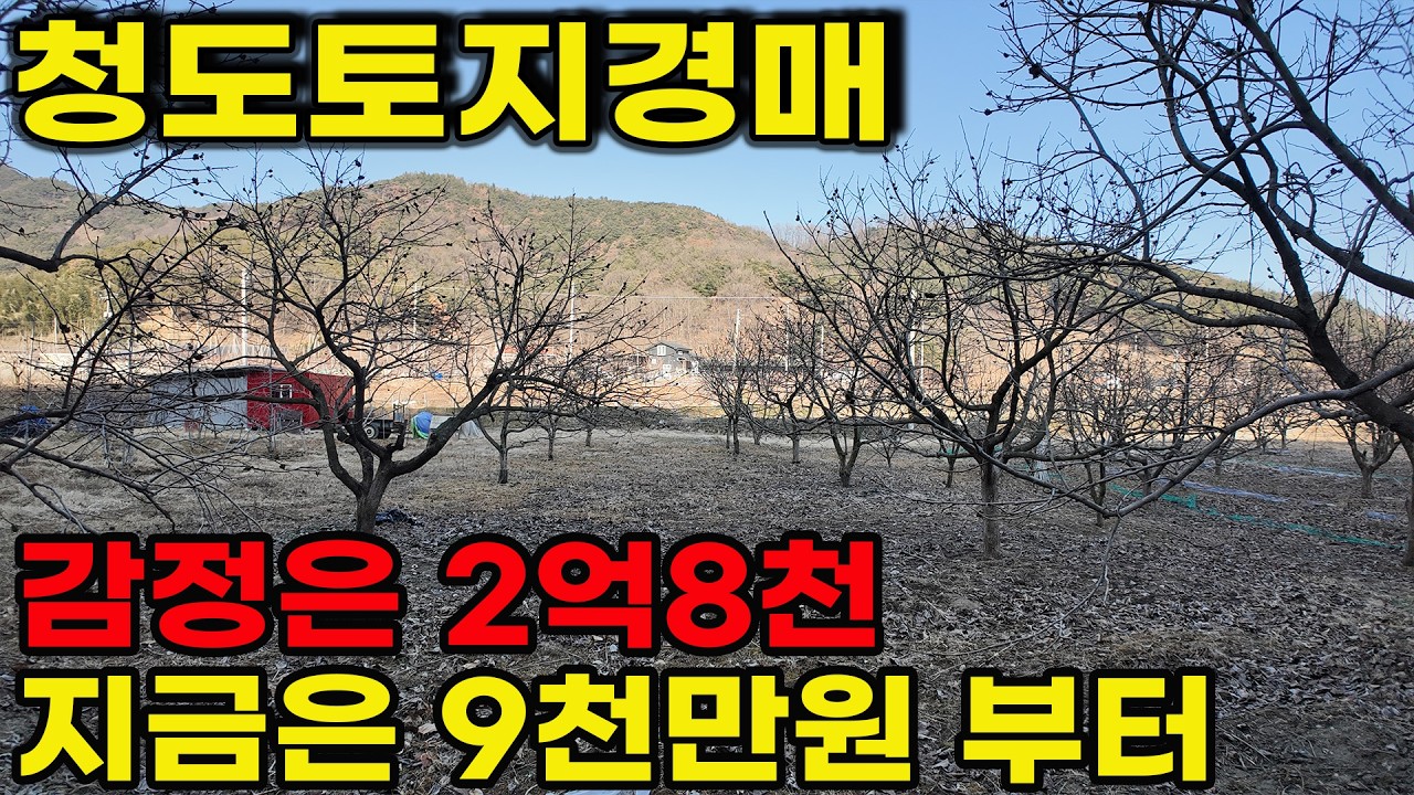 청도토지경매 대구근교 이서면 자두나무 감나무 과수원 599평 평당 16만원 부터 시작