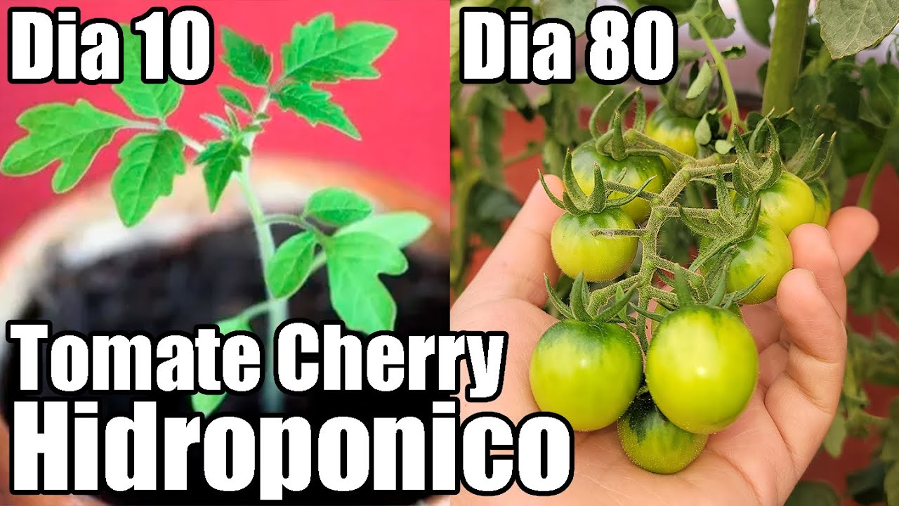 Como sembrar JITOMATE CHERRY HIDROPONICO || Hidroponia || Tomates || Bananafabric