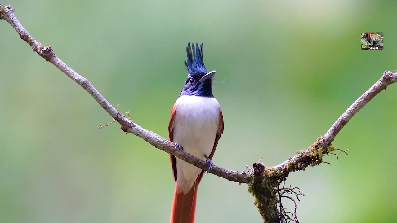 Most beautiful bird | Indian Paradise Flycatcher Male & female in 4K | How to catch an insect in air