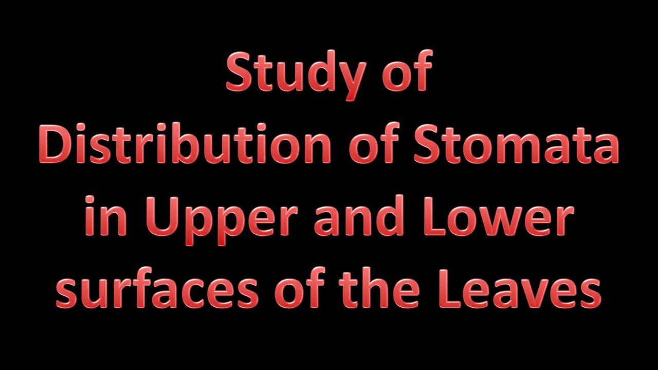 Study of distribution of Stomata on the upper and lower surfaces of leaves