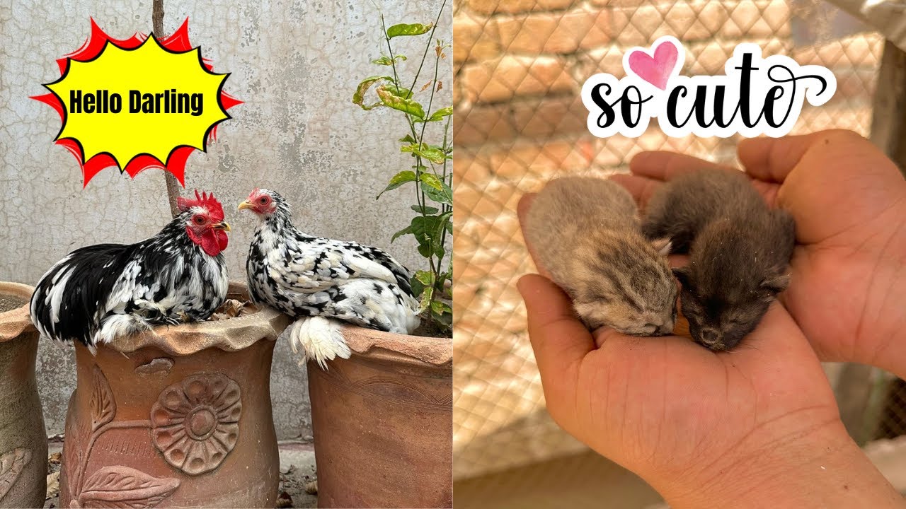 Chooz Lee Ki Wife Aur Humey Milay Billi K Bachay 🐥❤️🐱
