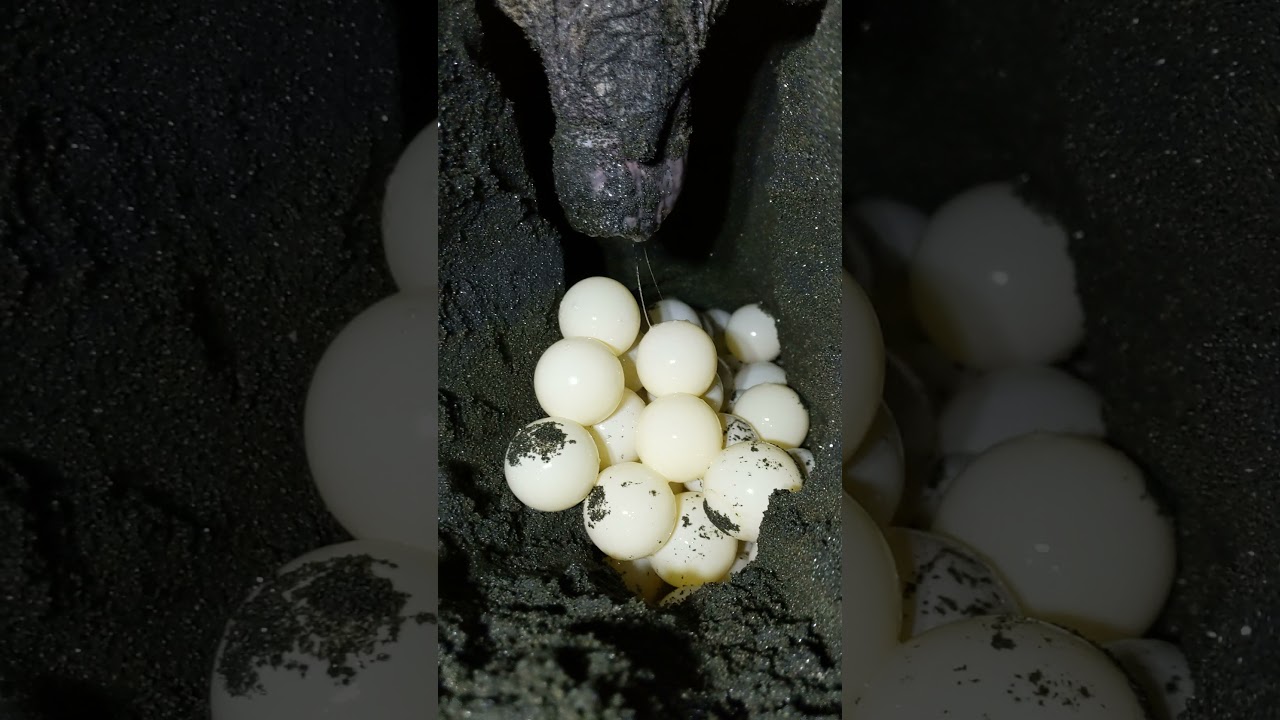 Olive Ridley Sea Turtle Lays an Egg