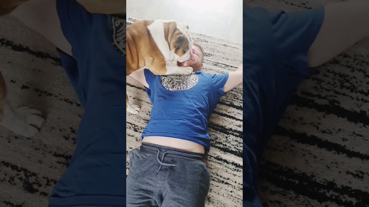 Classic Pablo - Bulldog CPR anyone? #bulldogpabs