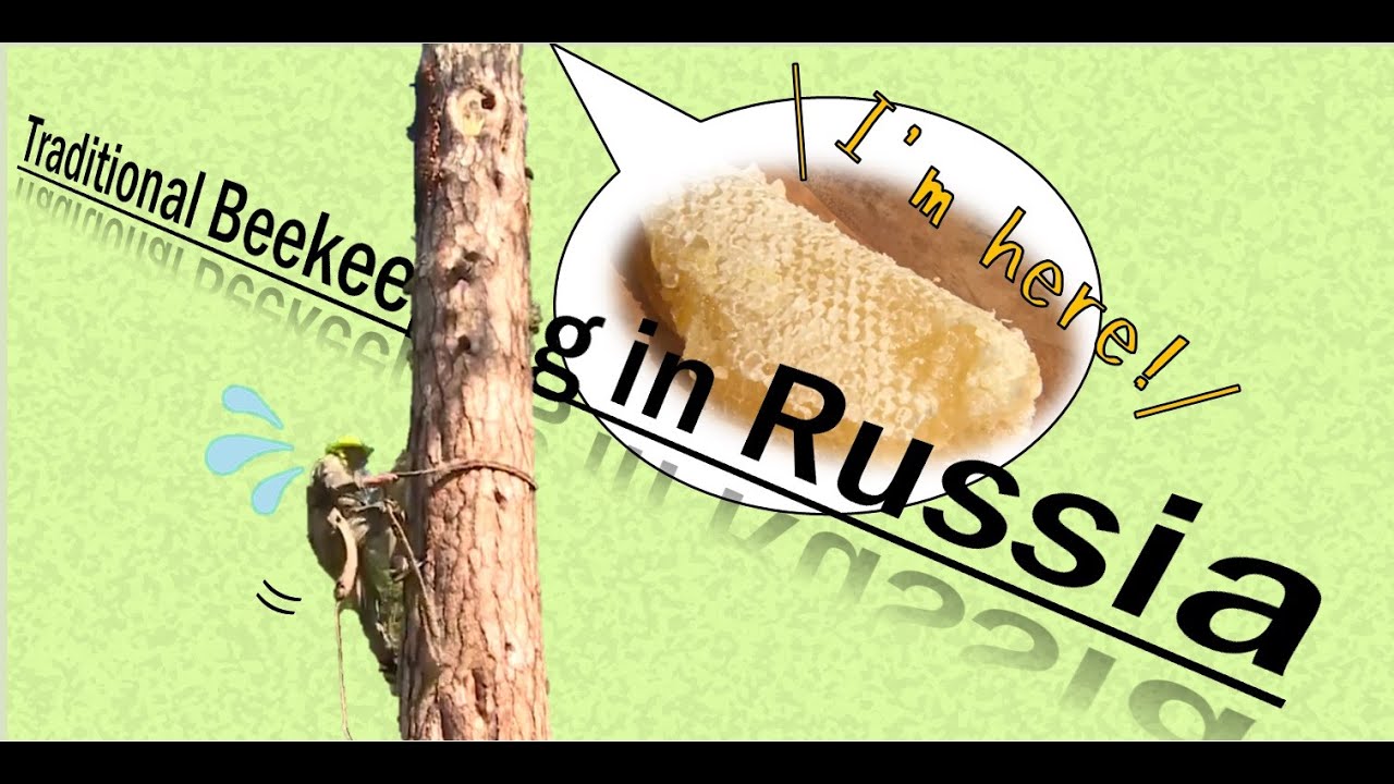 Traditional European Beekeeping/ Tree beekeeping