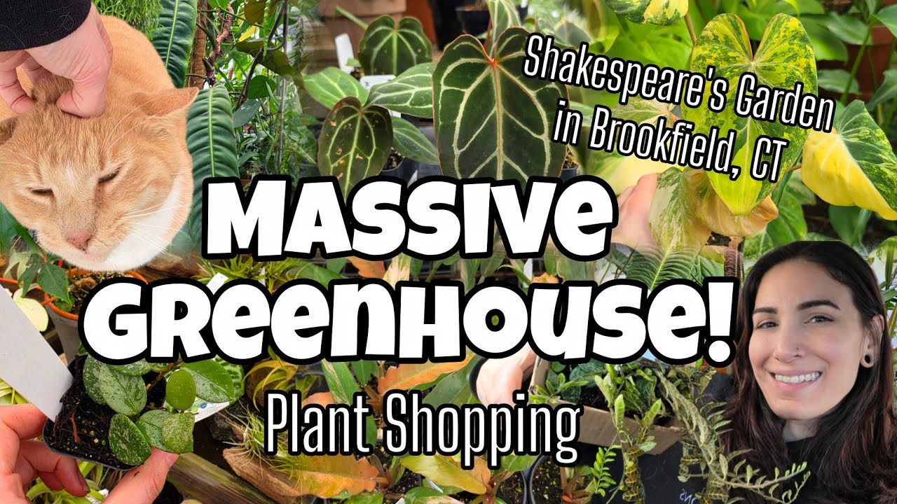 MASSIVE GREENHOUSE PLANT SHOPPING!! 🌿 Shakespeare's Garden in Brookfield, CT 