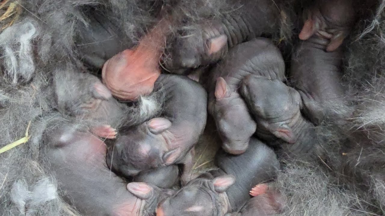 Babies Born #rabbit #bunny #rabbitfarming #rabbits #bunnies #babyanimals #animal #baby #cute #farm 