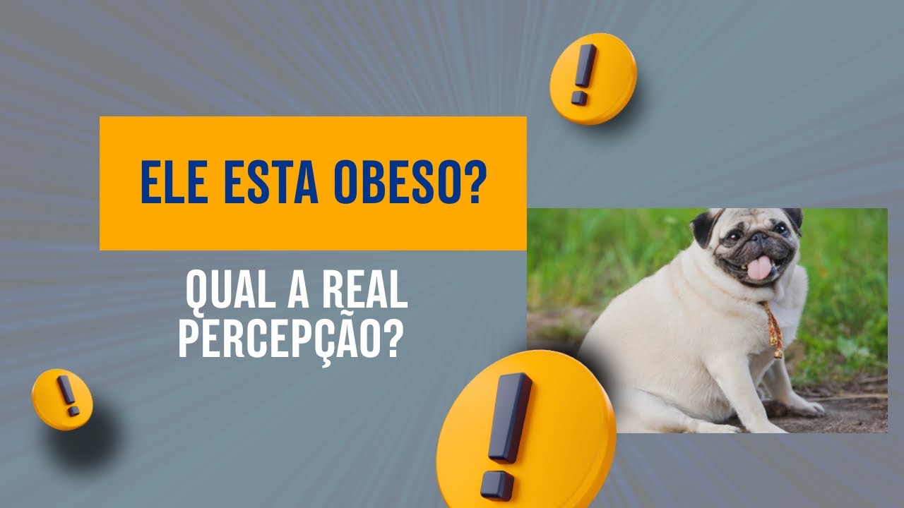 Obesidade em cães: o erro que quase todo tutor comete