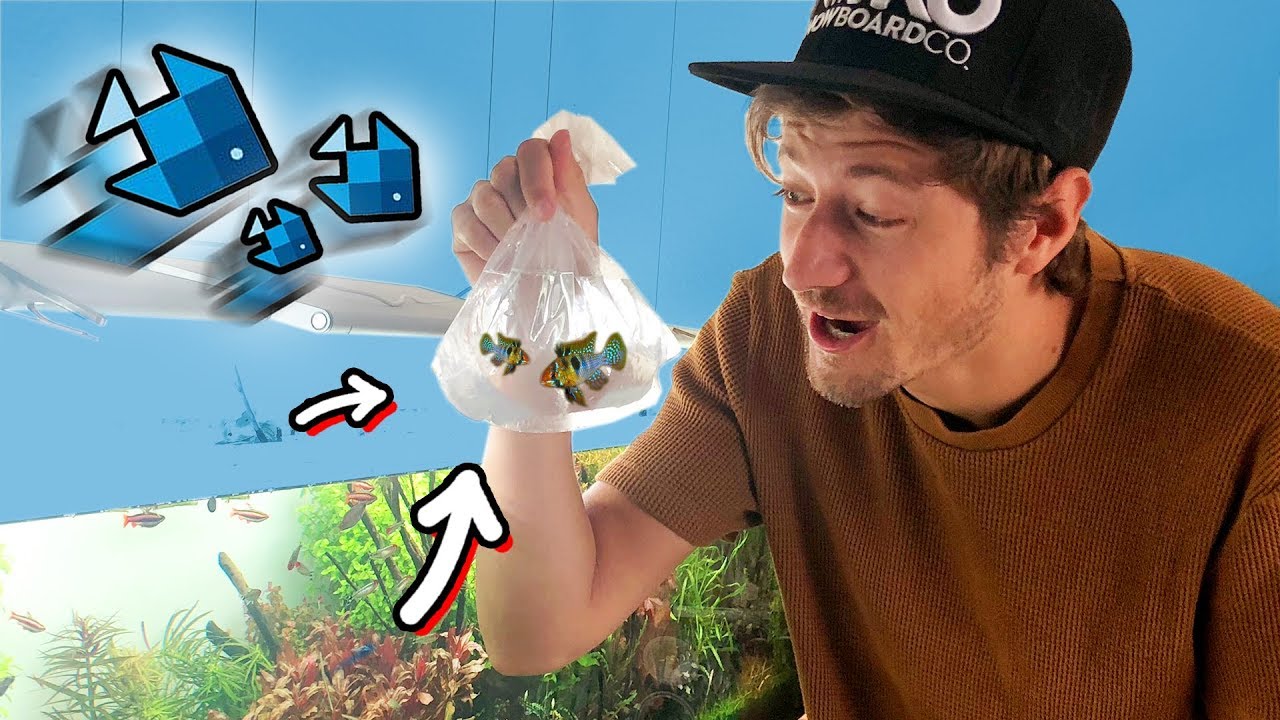 Meine Lieblingsfische kommen in's XXL Aquarium! 😍