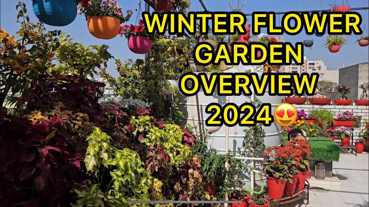 WINTER GARDEN OVERVIEW 2024 - MY WINTER FLOWER GARDEN TOUR 😍 | OMG ITNE PHOOL!