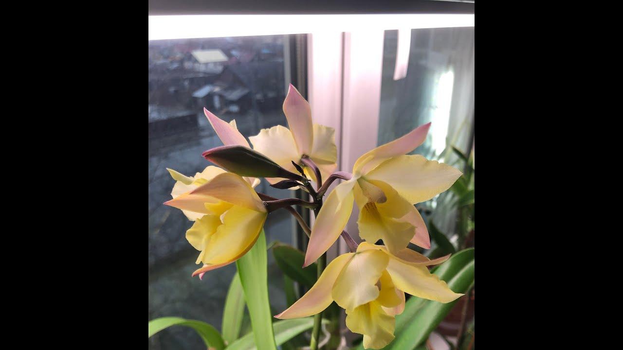 Цветение каттлеи  NO ID # Blooming  cattleya NO ID.May be C.Iwanagara apple blossom?