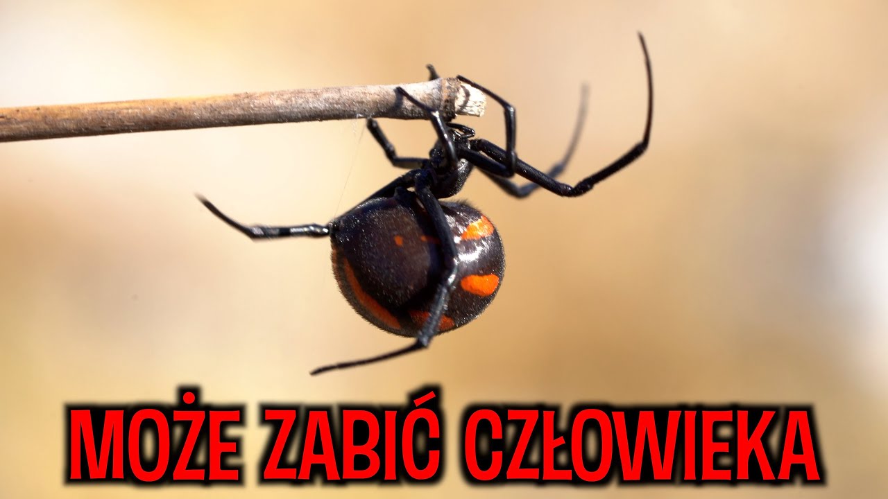 ŚMIERTELNE NIEBEZPIECZEŃSTWO i 5 dni w DZICZY 😳☠️  CHORWACJA SPECIAL #2 [4k]