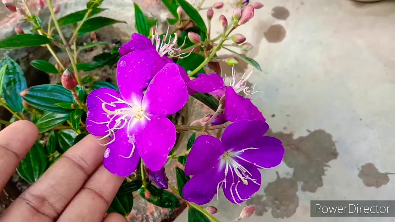 How to grow and care Begum Bahar flower plant