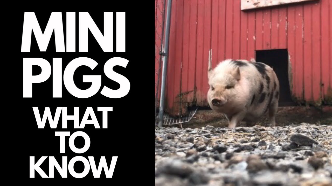 Mini Pot Bellied Pig - Things You NEED To Know Before Buying A Micro Mini Pig
