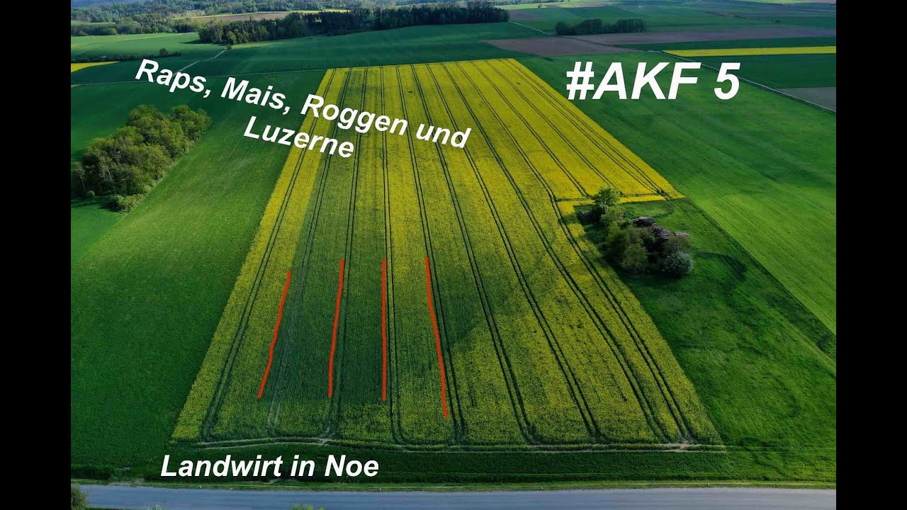 #AKF 5 I Wie gehts Mais, Roggen, Raps und Luzerne? ☘️