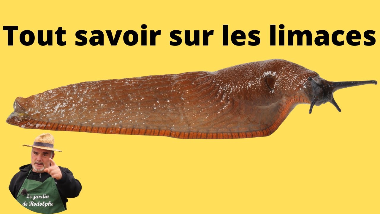 Enquête sur les limaces et les escargots.