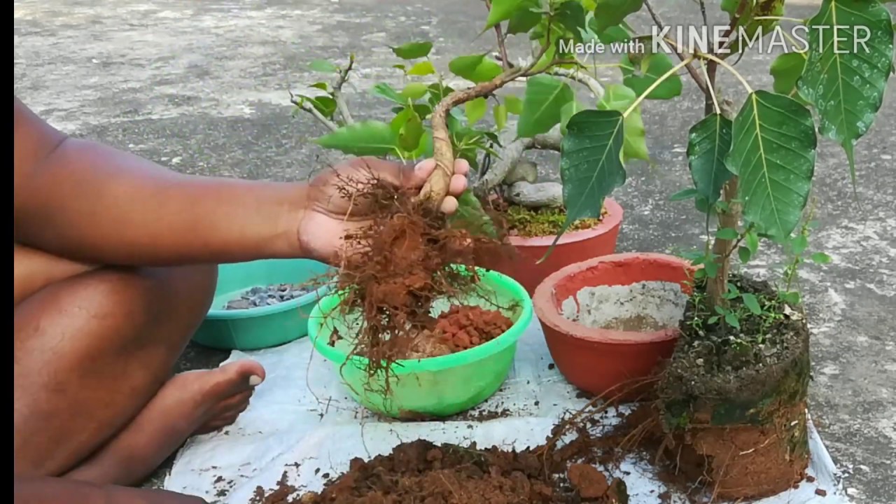 How to make Ficus religiosa/ Peepal bonsai.( repotting , Rootball correction, Soil mixture)