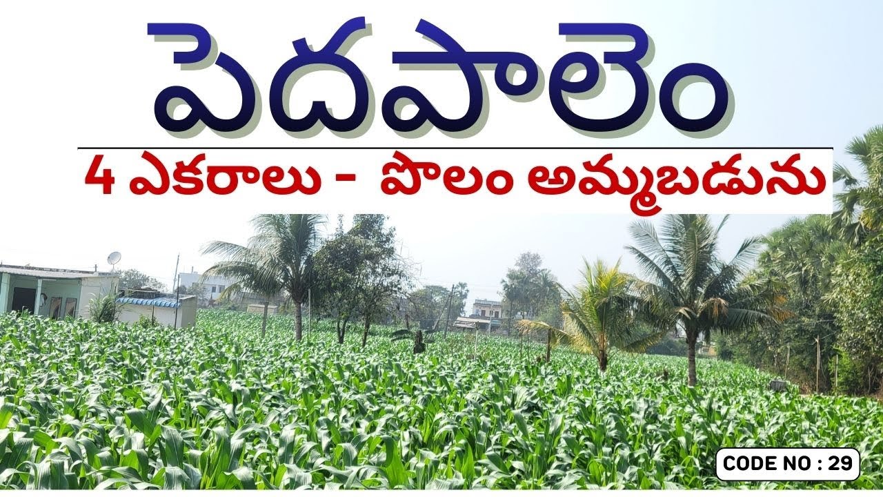 Agriculture Land For Sale Inపెదపాలెం | Pedapalem Agriculture Land For Sale |AgricultureLand For Sale