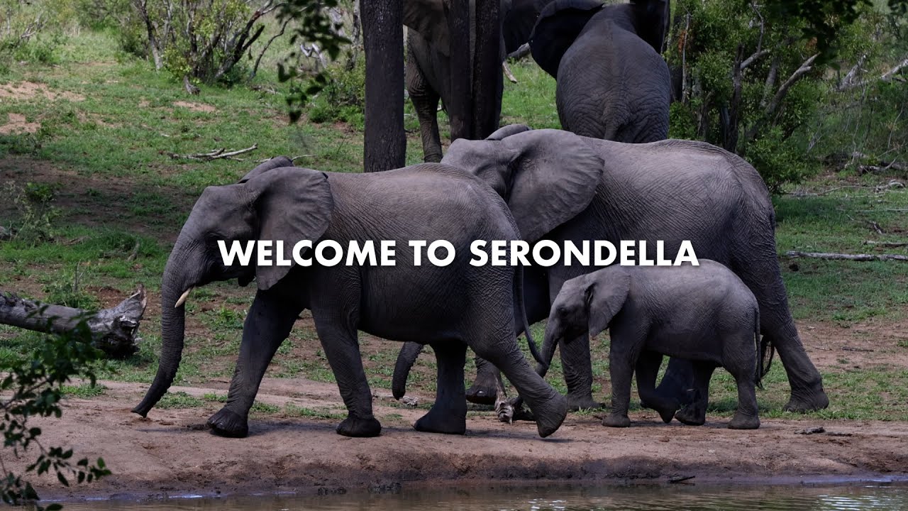 Africam And Serondella Launch!