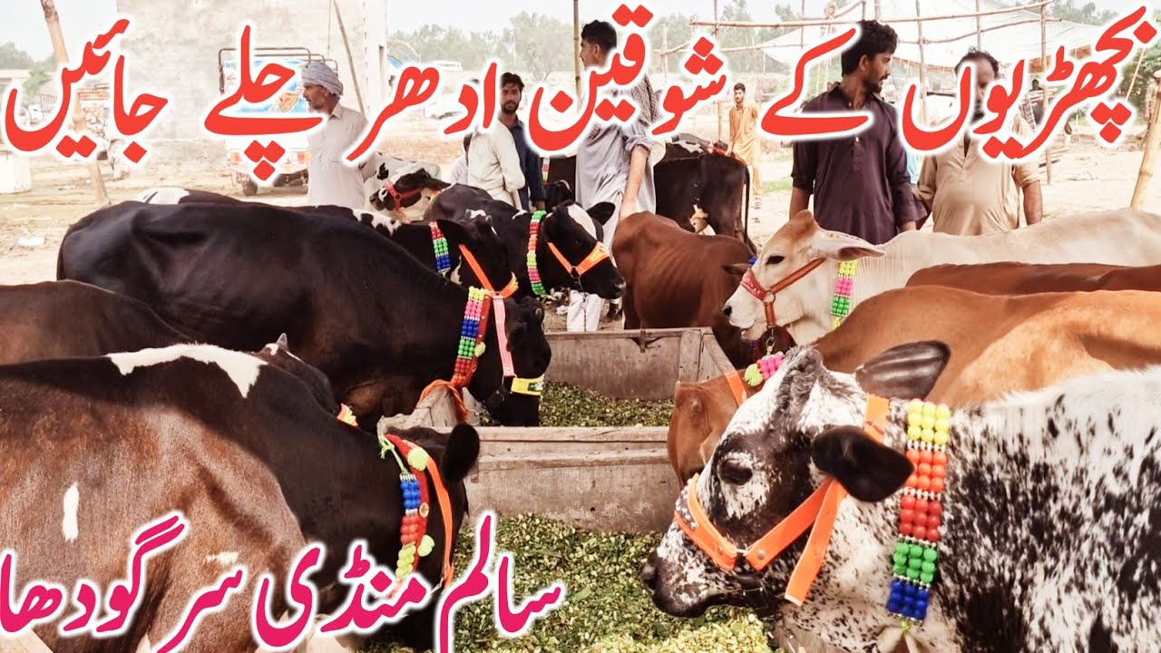Jersey Cholistani Friesian Cross Hiefers | Salem Mandi Bhalwal || Mandi Star