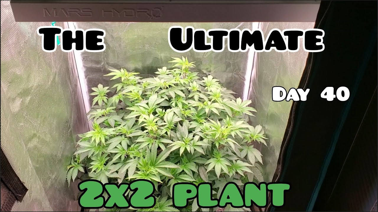 The Ultimate 2X2 Plant part 2 Half Pound Plus plant?Day40 Massive growth in the last 14 days #FC3000