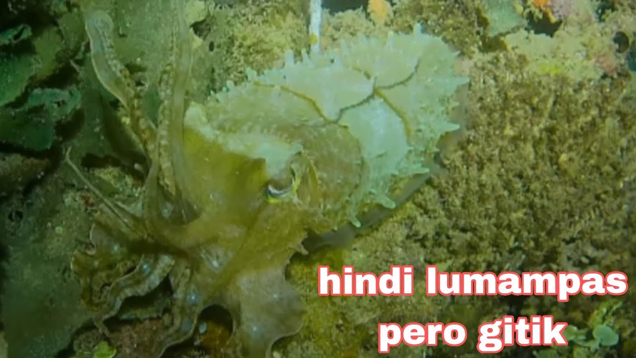 EP313 #hindi lumampas pero gitik #nightspearfishingphilippines 