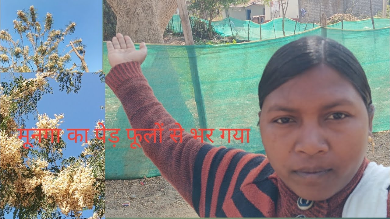 मूनगा पेड़ में इतना सारा फुल#सहजन फुल#सहजन फूल का सब्जी#मूनगा फुल का सब्जी#village life India