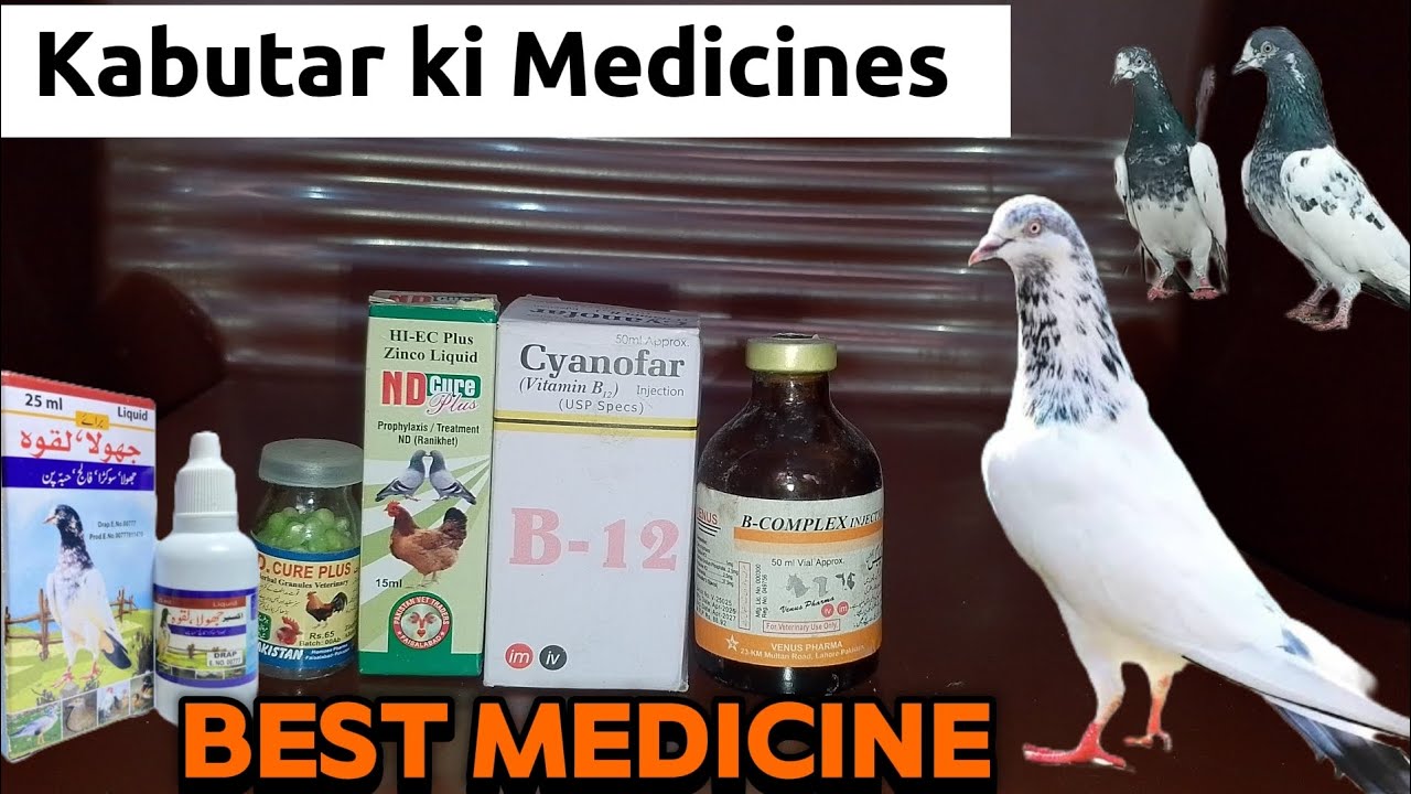 Kabutar Ka Treatment | Aseel Murga Ka ilaj | Best Medical 