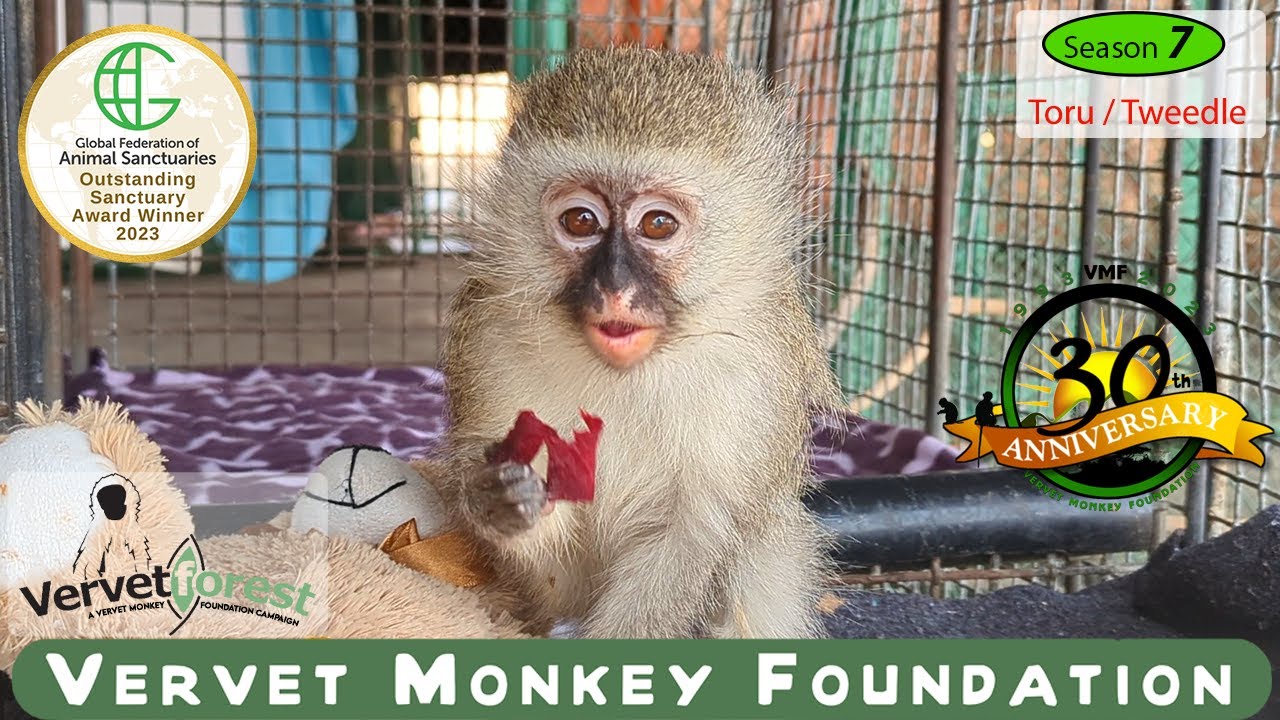Toru the injured baby monkey follow up / Tweedle brought to sickbay