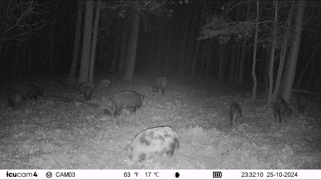 20241025233212 Germany - Wildzwijn / Schwarzwild / Wild boar