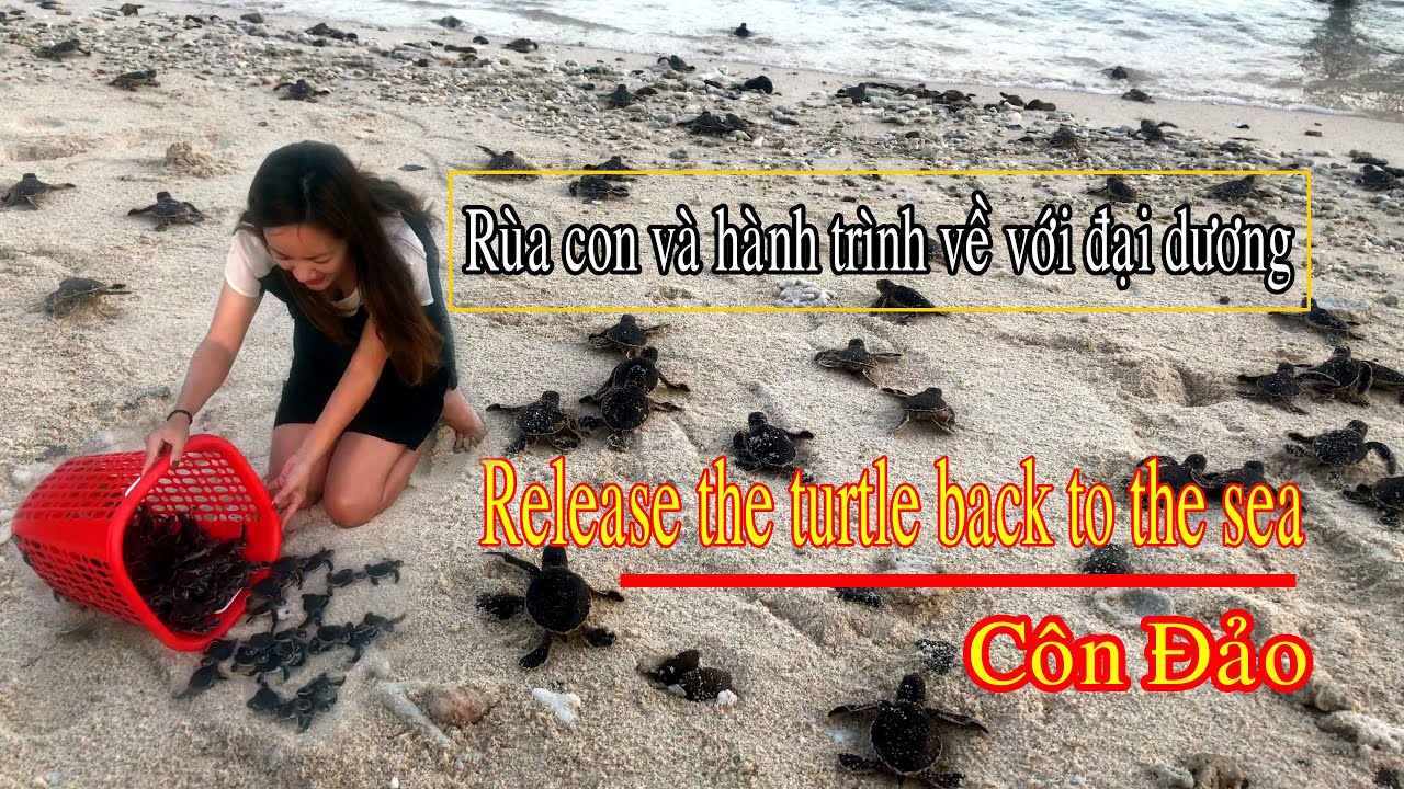 R&ugrave;a con v&agrave; h&agrave;nh tr&igrave;nh về với đại dương (Phần 1) | Release the turtle back to the sea | Saigon Now