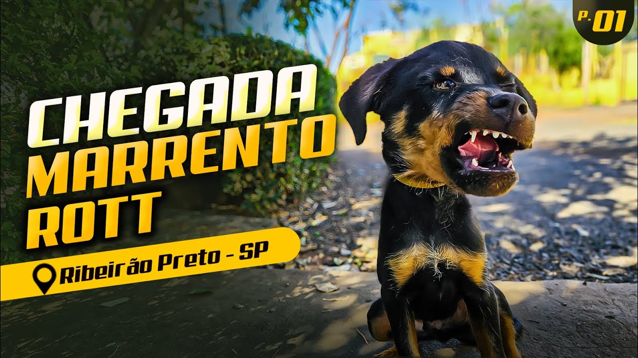 ROTTWEILER FILHOTE — CRIAÇÃO RAIZ, SEM MARGEM PARA ERRO