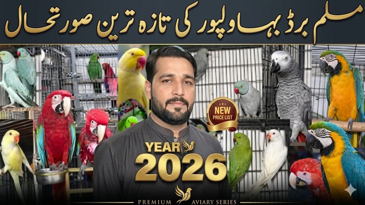 Muslim Birds Shop 🦜 | Rare Macaw & Talking Parrots Available | Delivery All Over Pakistan