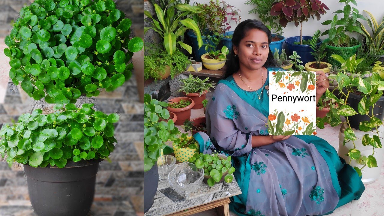 தமிழில்-All about trending plant "Pennywort" | Shield pennywort | Care | Thaavaram தாவரம்