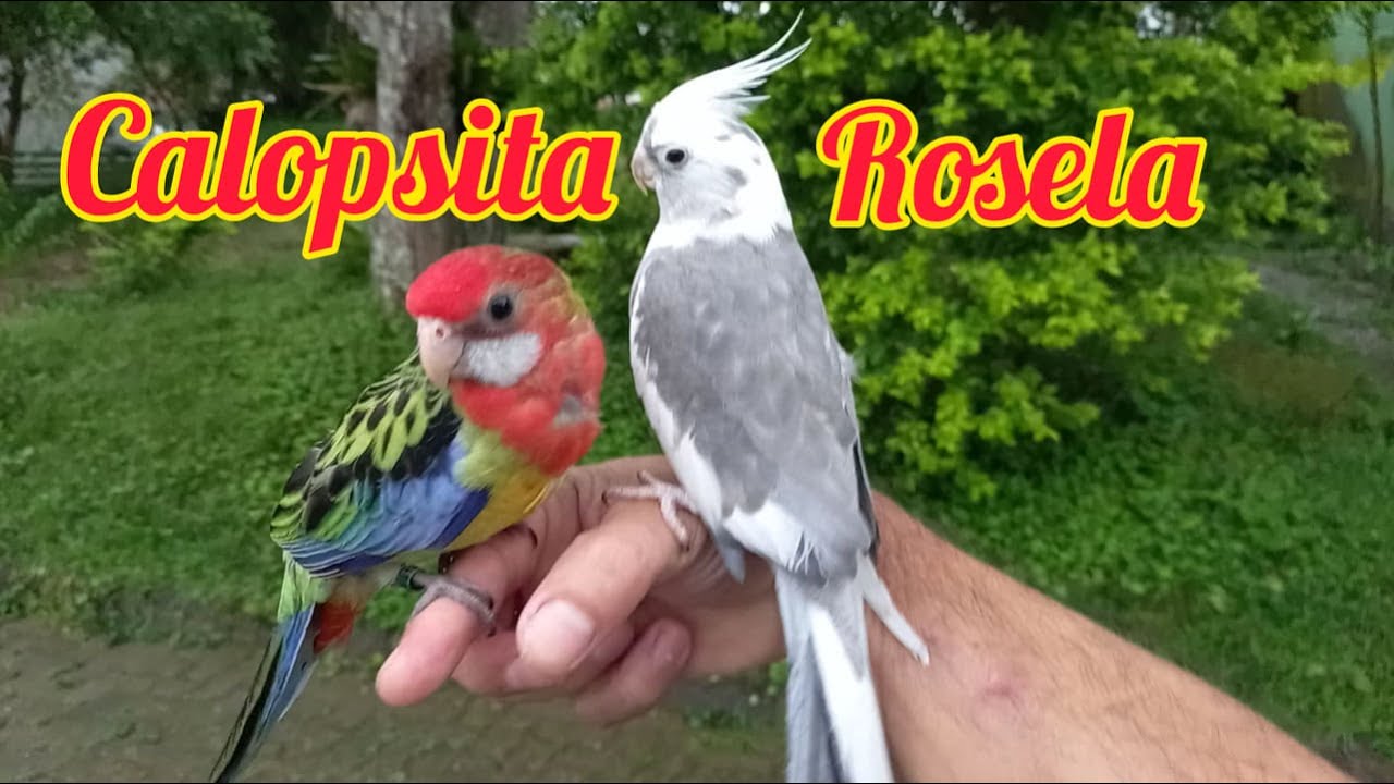Calopsita e Rosela Eximius Cockatiel and Rosella Parrot