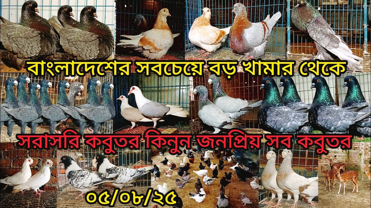 বাংলাদেশের সবচেয়ে বড় খামার থেকে সরাসরি কবুতর কিনুন | pigeon video | কবুুতর | fancy pigeon | pigeon